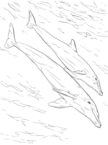 Bottlenose Dolphins Mother And Juvenile Coloring Page